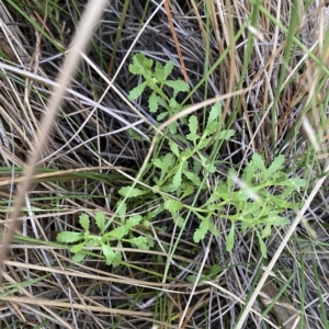 Centipeda cunninghamii at Molonglo Valley, ACT - 11 Feb 2023