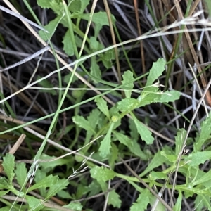 Centipeda cunninghamii at Molonglo Valley, ACT - 11 Feb 2023