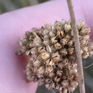 Juncus australis at Molonglo Valley, ACT - 11 Feb 2023