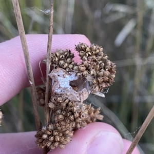 Juncus australis at Molonglo Valley, ACT - 11 Feb 2023 07:53 PM