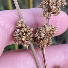 Juncus australis at Molonglo Valley, ACT - 11 Feb 2023