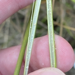 Juncus australis at Molonglo Valley, ACT - 11 Feb 2023