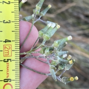 Senecio campylocarpus at Molonglo Valley, ACT - 11 Feb 2023