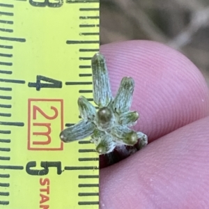 Senecio campylocarpus at Molonglo Valley, ACT - 11 Feb 2023 07:50 PM