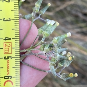 Senecio campylocarpus at Molonglo Valley, ACT - 11 Feb 2023