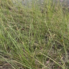 Eleocharis acuta at Molonglo Valley, ACT - 11 Feb 2023