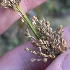 Juncus usitatus (Common Rush) at Molonglo Valley, ACT - 11 Feb 2023 by Tapirlord