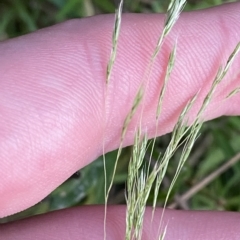 Lachnagrostis filiformis (Blown Grass) at Molonglo Valley, ACT - 11 Feb 2023 by Tapirlord