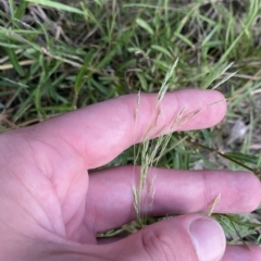 Lachnagrostis filiformis at Molonglo Valley, ACT - 11 Feb 2023 07:47 PM