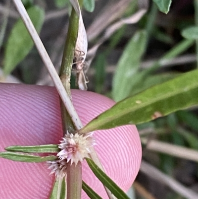 Alternanthera denticulata (Lesser Joyweed) at Molonglo Valley, ACT - 11 Feb 2023 by Tapirlord