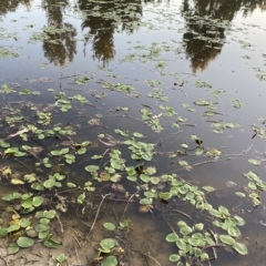 Potamogeton sulcatus (Pondweed) at Molonglo Valley, ACT - 11 Feb 2023 by Tapirlord