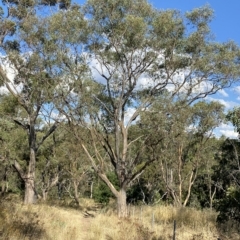 Eucalyptus blakelyi (Blakely's Red Gum) at Hughes, ACT - 10 Feb 2023 by Tapirlord