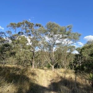 Eucalyptus blakelyi at Red Hill to Yarralumla Creek - 10 Feb 2023