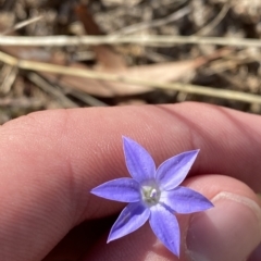 Wahlenbergia capillaris (Tufted Bluebell) at Federal Golf Course - 10 Feb 2023 by Tapirlord