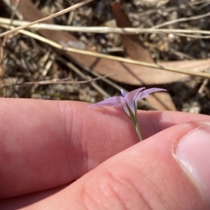 Wahlenbergia capillaris at Hughes, ACT - 10 Feb 2023 05:10 PM