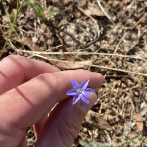 Wahlenbergia capillaris at Hughes, ACT - 10 Feb 2023 05:10 PM