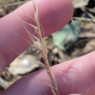 Vulpia (genus) (A Squirreltail Fescue) at Federal Golf Course - 10 Feb 2023 by Tapirlord