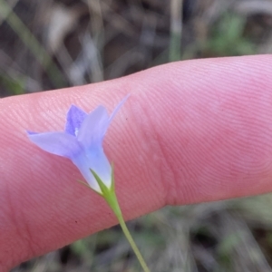 Wahlenbergia capillaris at Deakin, ACT - 10 Feb 2023 04:51 PM