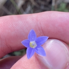 Wahlenbergia capillaris at Deakin, ACT - 10 Feb 2023 04:51 PM