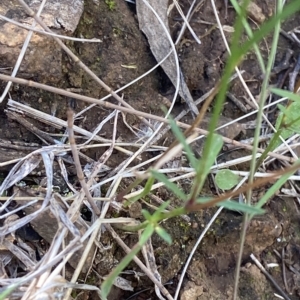 Wahlenbergia capillaris at Deakin, ACT - 10 Feb 2023 04:51 PM