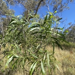 Acacia implexa (Hickory Wattle, Lightwood) at Deakin, ACT - 10 Feb 2023 by Tapirlord