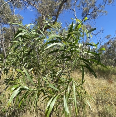 Acacia implexa (Hickory Wattle, Lightwood) at Deakin, ACT - 10 Feb 2023 by Tapirlord