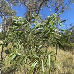 Acacia implexa at Deakin, ACT - 10 Feb 2023 04:37 PM