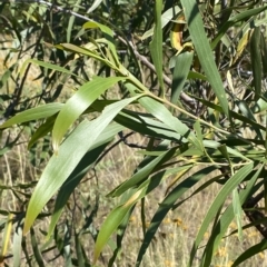 Acacia implexa at Deakin, ACT - 10 Feb 2023 04:37 PM