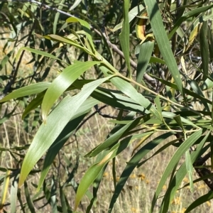 Acacia implexa at Deakin, ACT - 10 Feb 2023