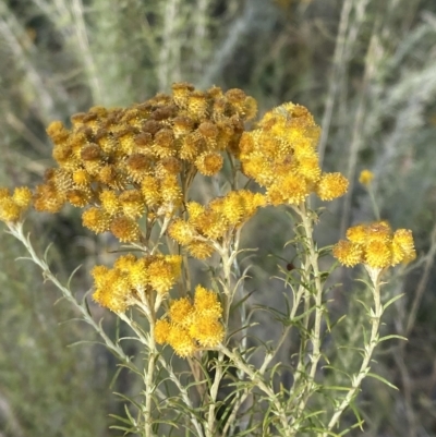 Chrysocephalum semipapposum (Clustered Everlasting) at Curtin, ACT - 10 Feb 2023 by Tapirlord