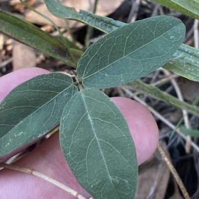 Glycine tabacina (Variable Glycine) at Deakin, ACT - 10 Feb 2023 by Tapirlord