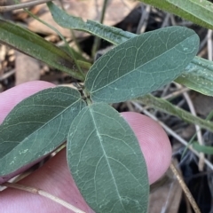 Glycine tabacina at Deakin, ACT - 10 Feb 2023 04:19 PM