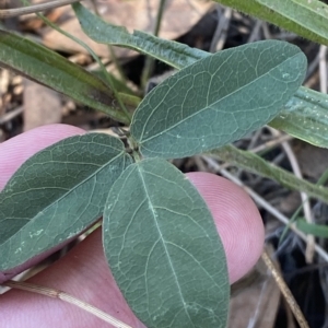 Glycine tabacina at Deakin, ACT - 10 Feb 2023 04:19 PM