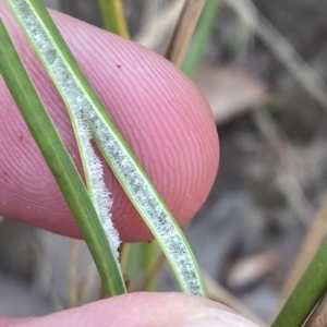 Juncus vaginatus at Deakin, ACT - 10 Feb 2023