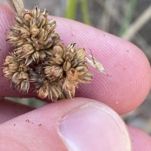 Juncus vaginatus at Deakin, ACT - 10 Feb 2023