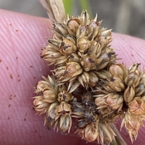 Juncus vaginatus at Deakin, ACT - 10 Feb 2023