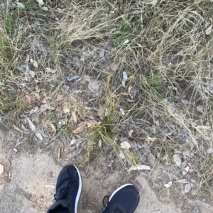 Juncus vaginatus at Deakin, ACT - 10 Feb 2023