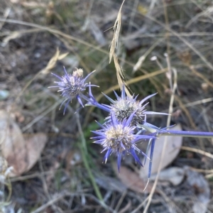 Eryngium ovinum at Red Hill, ACT - 10 Feb 2023 04:09 PM