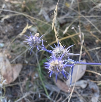 Eryngium ovinum (Blue Devil) at Red Hill, ACT - 10 Feb 2023 by Tapirlord