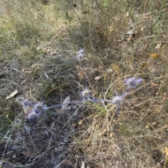 Eryngium ovinum at Red Hill, ACT - 10 Feb 2023 04:09 PM