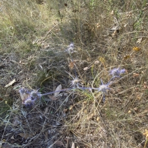 Eryngium ovinum at Red Hill, ACT - 10 Feb 2023 04:09 PM