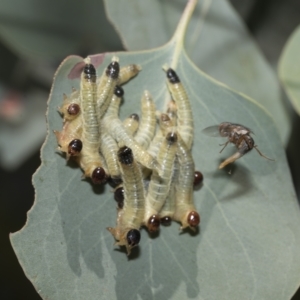 Pseudoperga sp. (genus) at Hawker, ACT - 26 Jan 2023