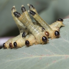 Pseudoperga sp. (genus) at Hawker, ACT - 26 Jan 2023