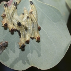 Pseudoperga sp. (genus) at Hawker, ACT - 26 Jan 2023