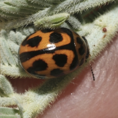 Peltoschema oceanica (Oceanica leaf beetle) at Hawker, ACT - 26 Jan 2023 by AlisonMilton