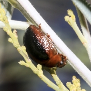 Dicranosterna immaculata at Hawker, ACT - 26 Jan 2023