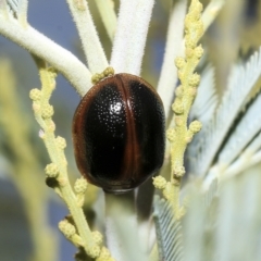 Dicranosterna immaculata at Hawker, ACT - 26 Jan 2023 11:12 AM