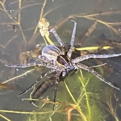 Dolomedes sp. (genus) (Fishing spider) at Stromlo, ACT - 11 Feb 2023 by Tapirlord