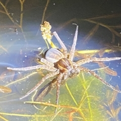 Dolomedes sp. (genus) at Stromlo, ACT - 11 Feb 2023