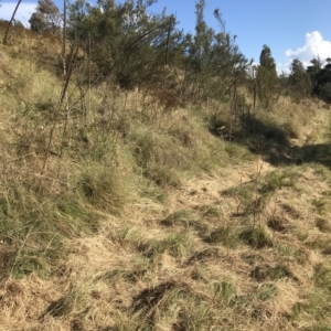 Ovis aries at Stromlo, ACT - 26 Feb 2023